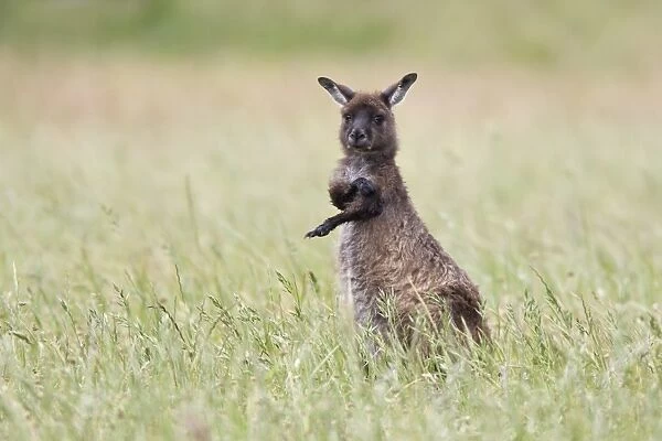 Kangaroo Island grey kangaroo (Macropus fuliginosus), Kelly Hill Conservation