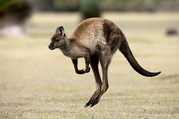 Kangaroo Island grey kangaroo (Macropus fuliginosus), Kelly Hill Conservation