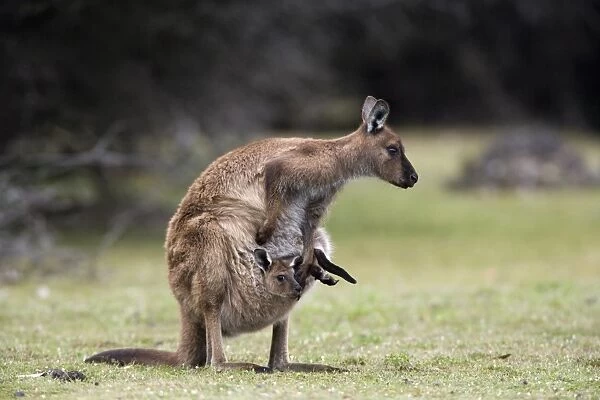Kangaroo Island grey kangaroo (Macropus fuliginosus) with joey in pouch