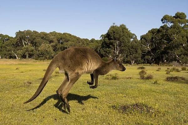 Kangaroo Island grey kangaroo (Macropus fuliginosus), Flinders Chase National Park