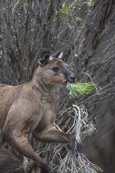Kangaroo Island grey kangaroo (Macropus fuliginosus), Lathami Conservation Park