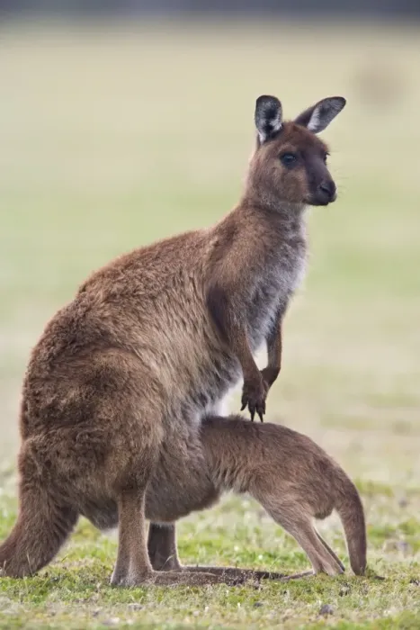 Framed Print : Kangaroo Island grey kangaroo (Macropus fuliginosus) with joey, Kelly Hill Conservation Framed Print : Kangaroo Island grey kangaroo (Macropus fuliginosus) with joey, Kelly Hill Conservation