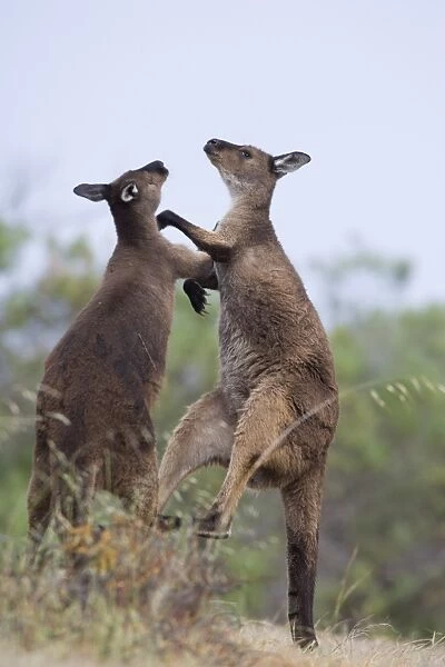 Kangaroo Island grey kangaroos (Macropus fuliginosus), Lathami Conservation Park