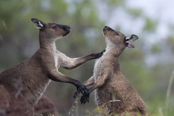 Kangaroo Island grey kangaroos (Macropus fuliginosus), Lathami Conservation Park