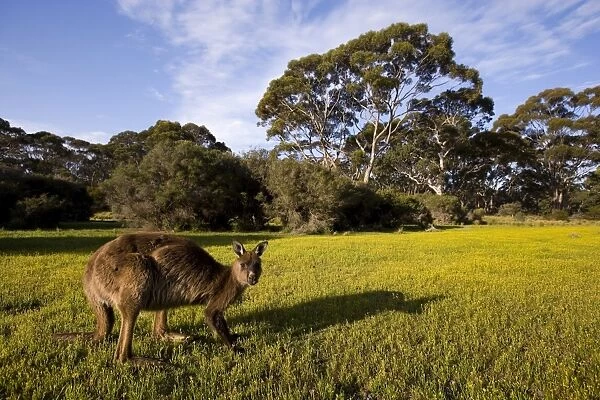 Kangaroo Island grey kangaroos (Macropus fuliginosus), Flinders Chase National Park