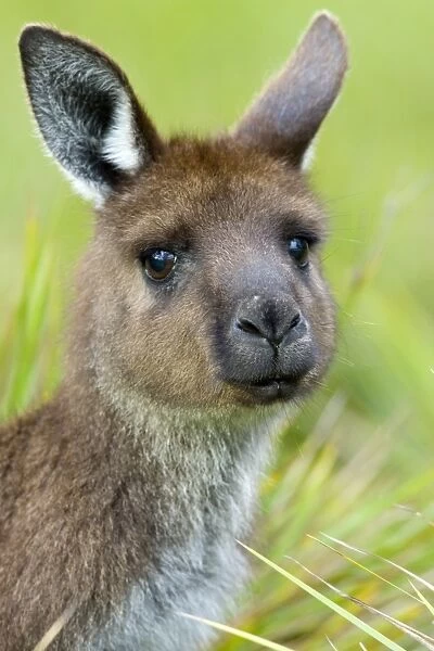Kangaroo Island Kangaroo, (Macropus fuliginosus), Flinders Chase N. P, Kangaroo Island