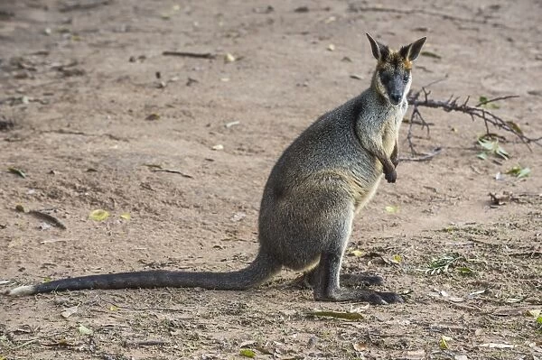 Kangaroo (macropods), Lone Pine Sanctuary, Brisbane, Queensland, Australia, Pacific