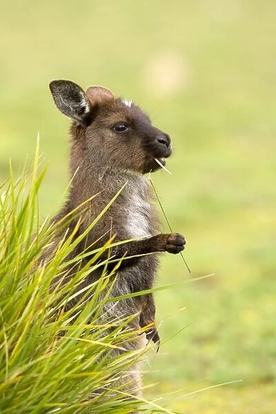Kangaroo, (Macropus fuliginosus), Flinders Chase N. P, Kangaroo Island