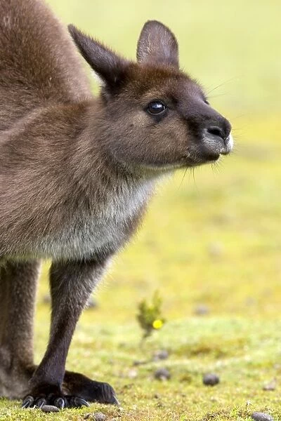 Kangaroo (Macropus fuliginosus), Kangaroo Island, South Australia, Australia, Pacific