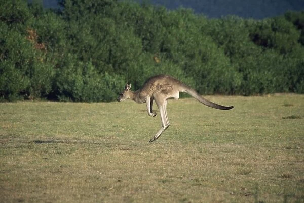 Kangaroos jumping, grass clearing in forest, Australia, Pacific
