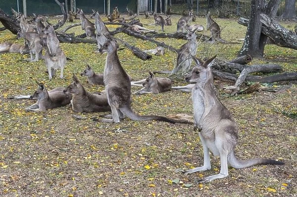 Kangaroos (macropods), Lone Pine Sanctuary, Brisbane, Queensland, Australia, Pacific