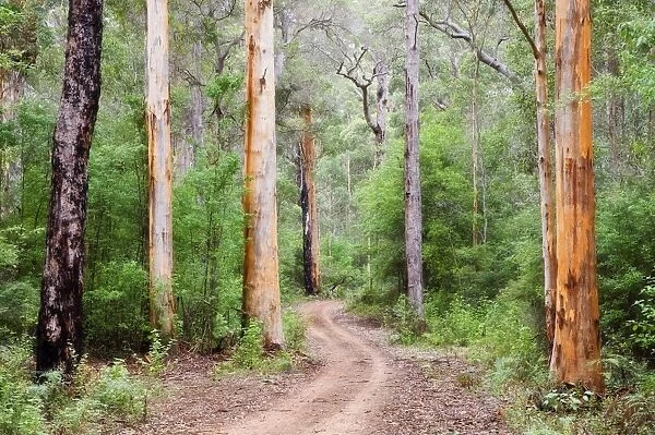 Karri Forest, Warren National Park, Western Australia, Australia, Pacific