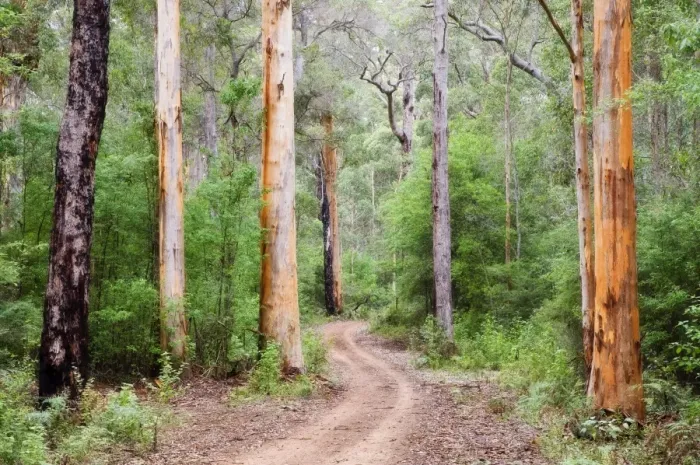 Framed Print : Karri Forest, Warren National Park, Western Australia, Australia, Pacific Framed Print : Karri Forest, Warren National Park, Western Australia, Australia, Pacific