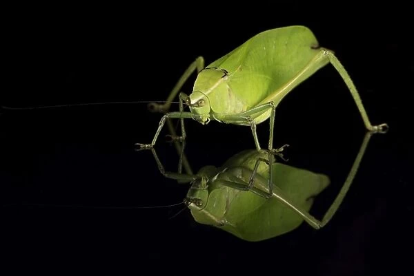 Katydid (Tettigoniidae), captive, Costa Rica, Central America