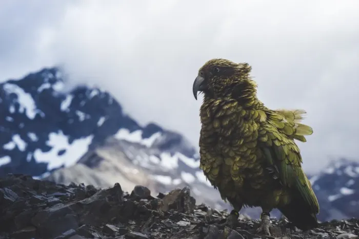 Framed Print : Kea on Avalanche Peak, Arthurs Pass, South Island, New Zealand, Pacific Framed Print : Kea on Avalanche Peak, Arthurs Pass, South Island, New Zealand, Pacific