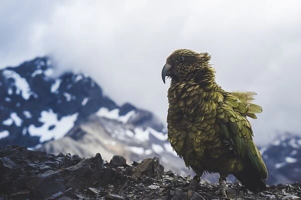 Kea on Avalanche Peak, Arthurs Pass, South Island, New Zealand, Pacific