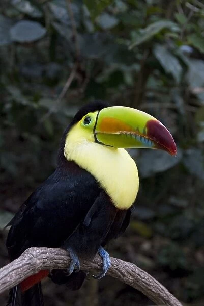 Keel-billed toucan (rainbow-billed toucan) (Ramphastos Sulfuratus), Macaw Mountain Bird Park