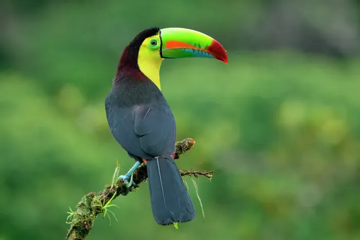 Framed Print : Keel-billed toucan (Ramphastos sulfuratus), sitting on a branch, Costa Rica Framed Print : Keel-billed toucan (Ramphastos sulfuratus), sitting on a branch, Costa Rica