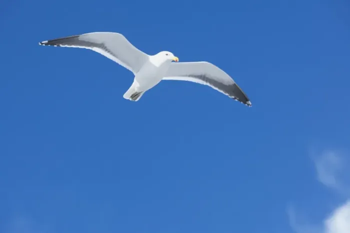 Framed Print : A Kelp gull flying (Larus dominicanus), Sea Lion Island, Falkland Islands Framed Print : A Kelp gull flying (Larus dominicanus), Sea Lion Island, Falkland Islands