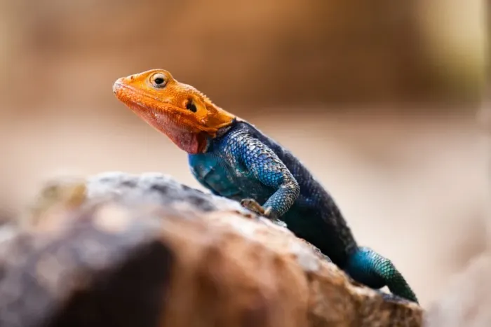 Framed Print : Kenyan rock agama lizard (Agama lionotus), Kenya, East Africa, Africa Framed Print : Kenyan rock agama lizard (Agama lionotus), Kenya, East Africa, Africa