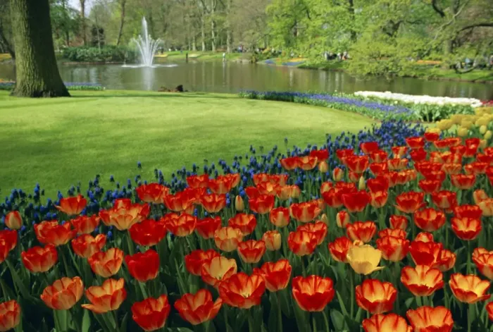 Framed Print : Keukenhof Gardens Framed Print : Keukenhof Gardens
