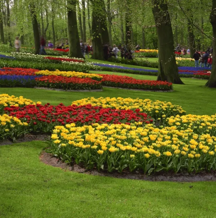Framed Print : Keukenhof Gardens near Amsterdam, Holland, Europe Framed Print : Keukenhof Gardens near Amsterdam, Holland, Europe