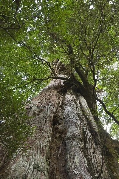 Kigensugi Giant Sugi Cedar tree