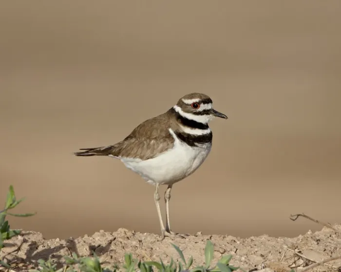 Framed Print : Killdeer (Charadrius vociferus), Salton Sea, California, United States of America Framed Print : Killdeer (Charadrius vociferus), Salton Sea, California, United States of America