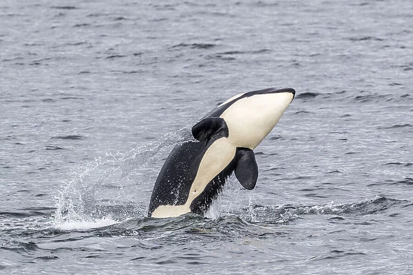 Killer whale (Orcinus orca), calf breaching near the Cleveland Peninsula