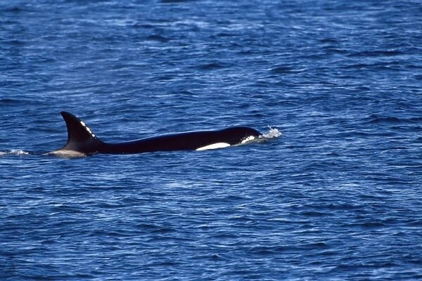 Killer whale (Orcinus orca) swimming near Sea Lion Island, Falkland Islands