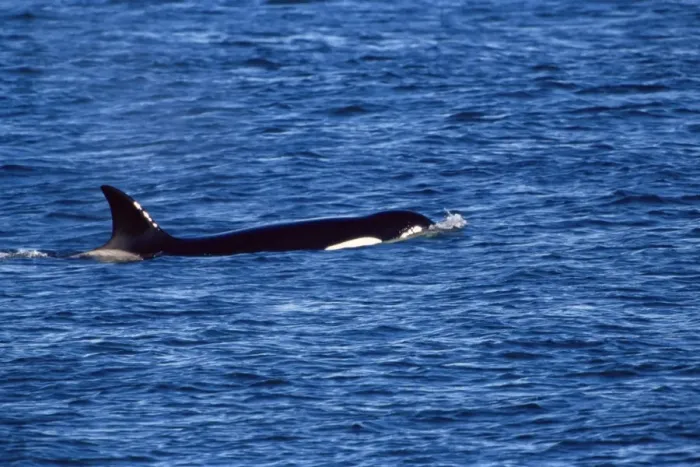 Framed Print : Killer whale (Orcinus orca) swimming near Sea Lion Island, Falkland Islands Framed Print : Killer whale (Orcinus orca) swimming near Sea Lion Island, Falkland Islands