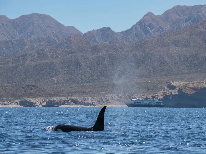 Framed Print : Killer whale pod (Orcinus orca), off Punta Colorada, Isla San Jose, Baja California Sur, Mexico, North America Framed Print : Killer whale pod (Orcinus orca), off Punta Colorada, Isla San Jose, Baja California Sur, Mexico, North America