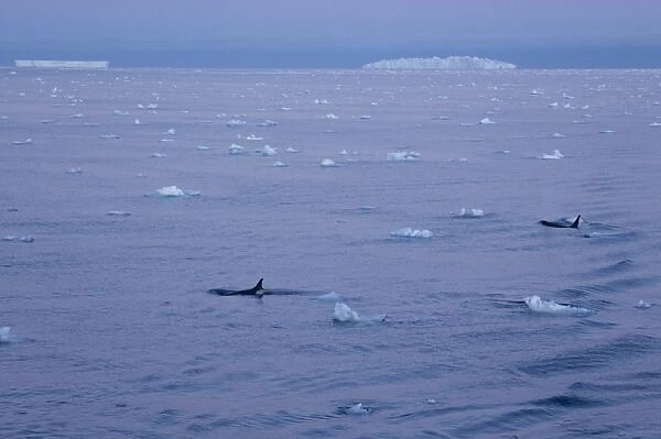 Killer whales (Orca) (Orcinus orca) in front of tabular icebergs, Southern Ocean