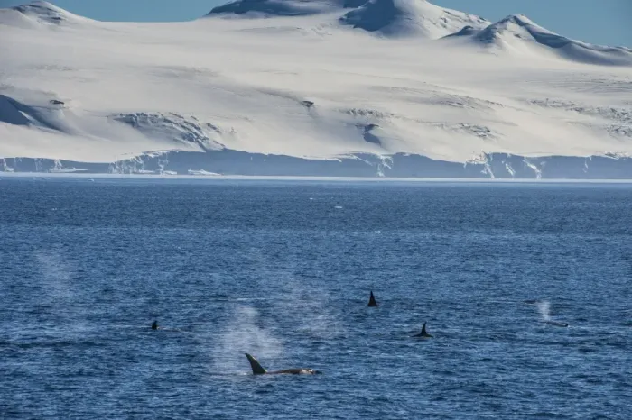 Framed Print : Killer whales (orcas) (Orcinus orca) hunting, Weddell, Sea, Antarctica, Polar Regions Framed Print : Killer whales (orcas) (Orcinus orca) hunting, Weddell, Sea, Antarctica, Polar Regions