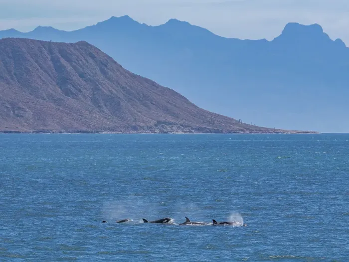Framed Print : Killer whales (Orcinus orca), off Isla Carmen, Baja California Sur, Mexico, North America Framed Print : Killer whales (Orcinus orca), off Isla Carmen, Baja California Sur, Mexico, North America
