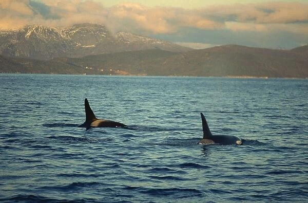 Killer whales (Orcinus Orca) research, wintertime, Tysfjord, Arctic, Norway