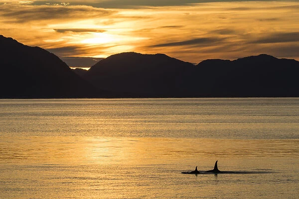 Killer whales (Orcinus orca) surfacing at sunset near Point Adolphus, Icy Strait