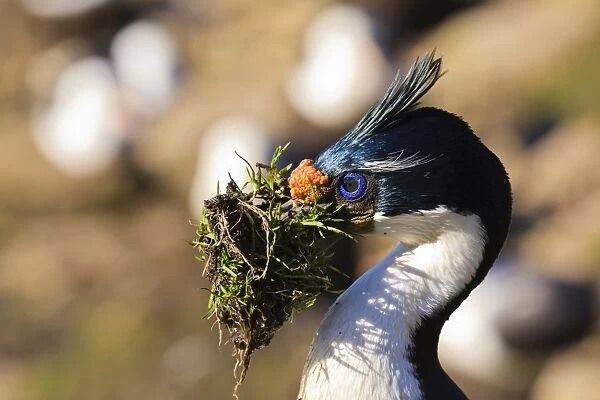 King cormorant (Imperial cormorant) (Phalacrocorax atriceps) with nesting material, the Neck, Saunders Island, Falkland Islands, South America
