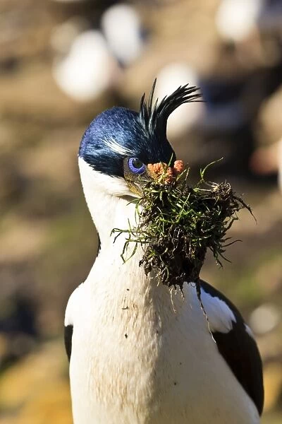 King cormorant (Imperial cormorant) (Phalacrocorax atriceps) with nest materials, the Neck, Saunders Island, Falkland Islands, South America