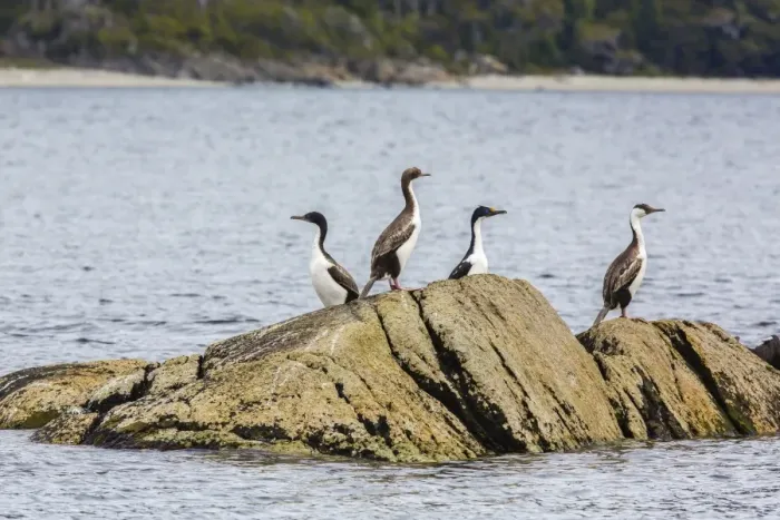 Framed Print : King cormorant (Phalacrocorax albiventer), Wildlife Conservation Society Preserve of Karukinka, Strait of Magellan, Chile, South America
