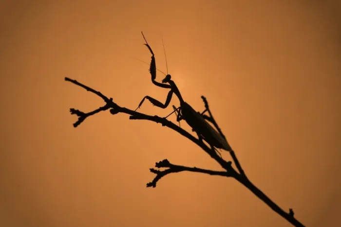 Framed Print : King Mantis (Hierodula Majuscula), captive, Australia, Pacific Framed Print : King Mantis (Hierodula Majuscula), captive, Australia, Pacific