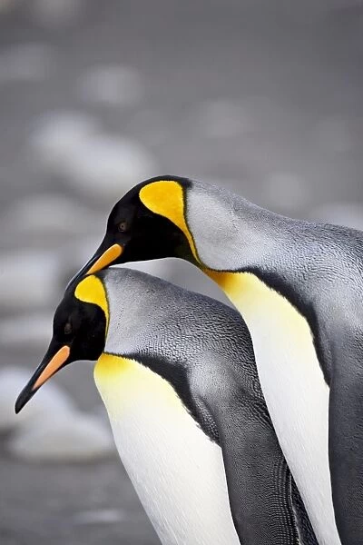 King penguin (Aptenodytes patagonica) pair pre-mating behaviour