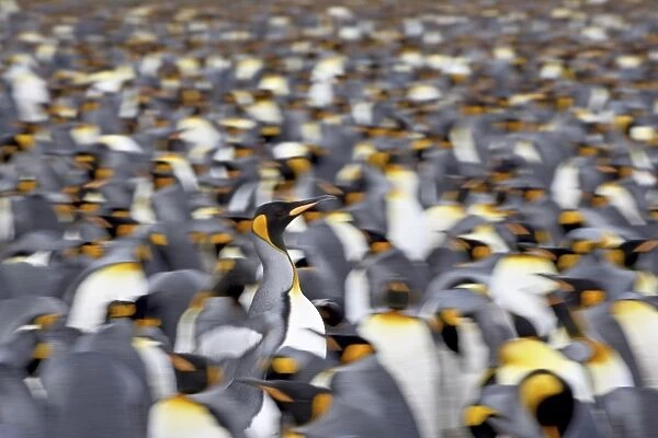 King penguin (Aptenodytes patagonica) walking through the colony, Salisbury Plain