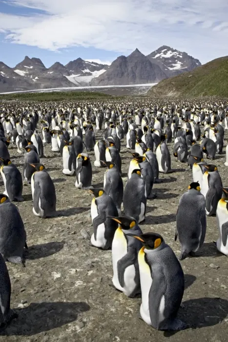 Framed Print : King penguin (Aptenodytes patagonica) colony