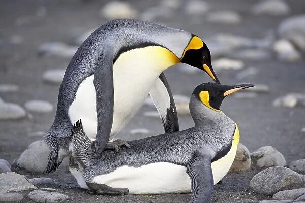 King penguin (Aptenodytes patagonica) pair mating