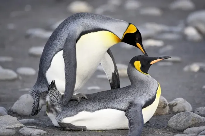 Framed Print : King penguin (Aptenodytes patagonica) pair mating Framed Print : King penguin (Aptenodytes patagonica) pair mating
