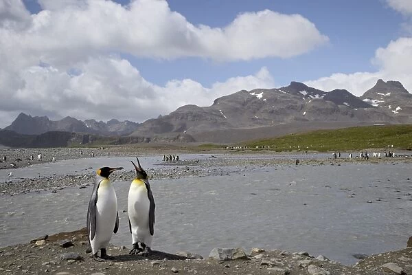 King penguin (Aptenodytes patagonica) pair next to a stream