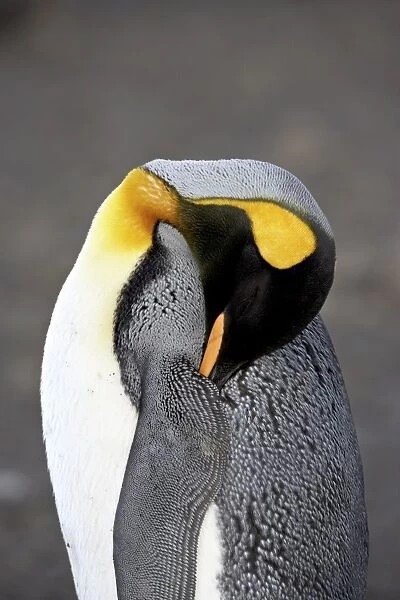 King penguin (Aptenodytes patagonica) sleeping, Salisbury Plain, South Georgia