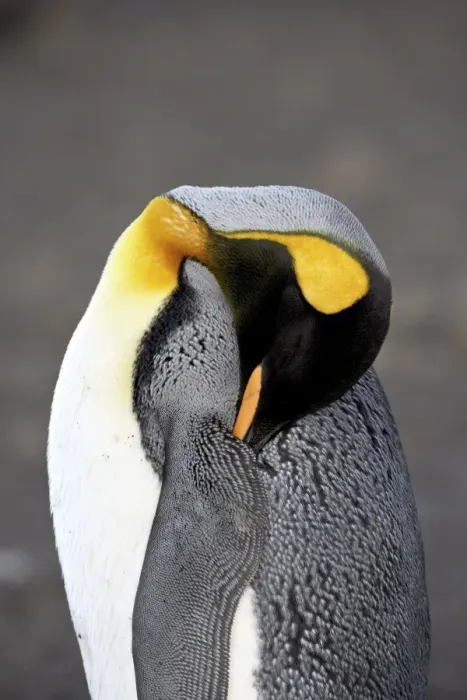 Framed Print : King penguin (Aptenodytes patagonica) sleeping, Salisbury Plain, South Georgia Framed Print : King penguin (Aptenodytes patagonica) sleeping, Salisbury Plain, South Georgia
