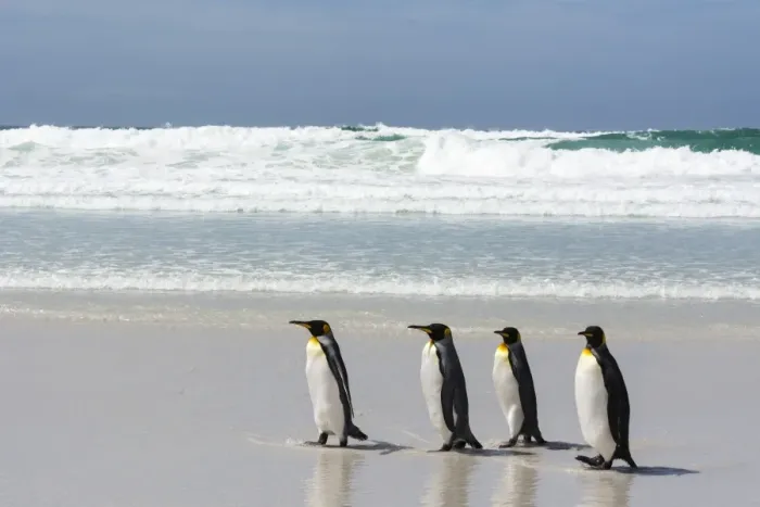 Framed Print : King penguin (Aptenodytes patagonica) on Volunteer Point beach, Falkland Islands Framed Print : King penguin (Aptenodytes patagonica) on Volunteer Point beach, Falkland Islands